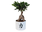 Un bonsai într-un ghiveci alb cu cuvântul 'Kraft'.
