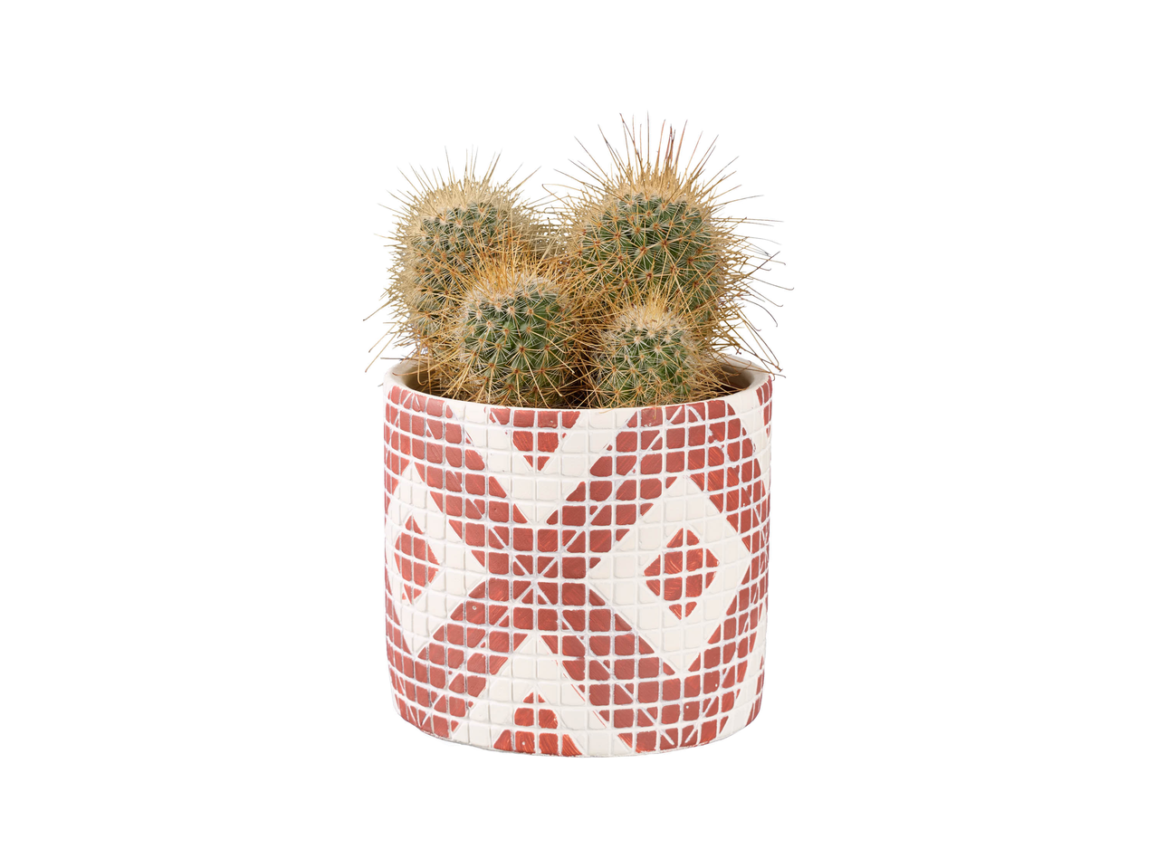 Cactus o succulente