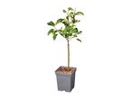 Potted apple tree with green leaves and a brown trunk, in a grey square pot with wood chips.