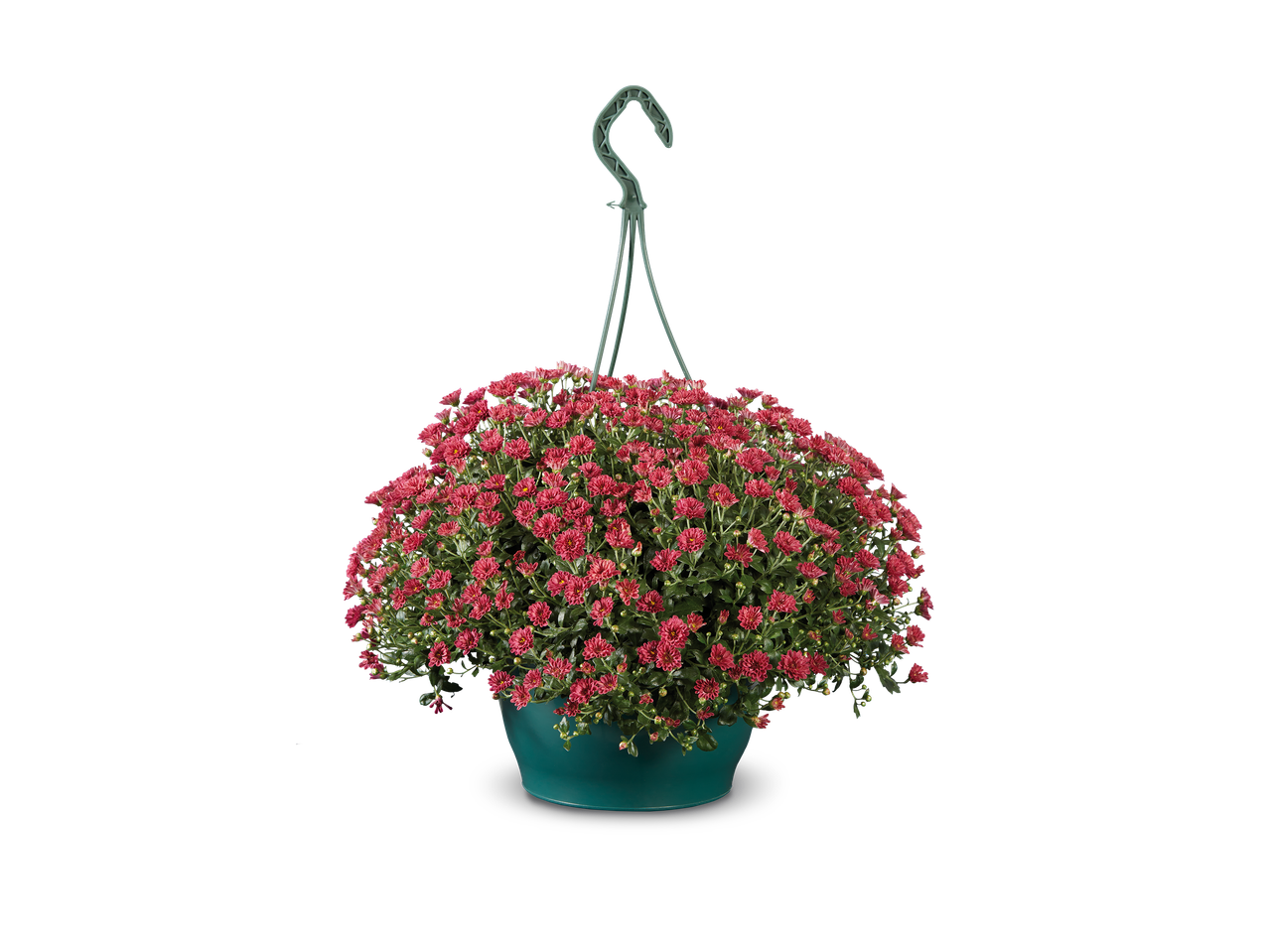 Hangende pot met rode chrysantenbloemen.