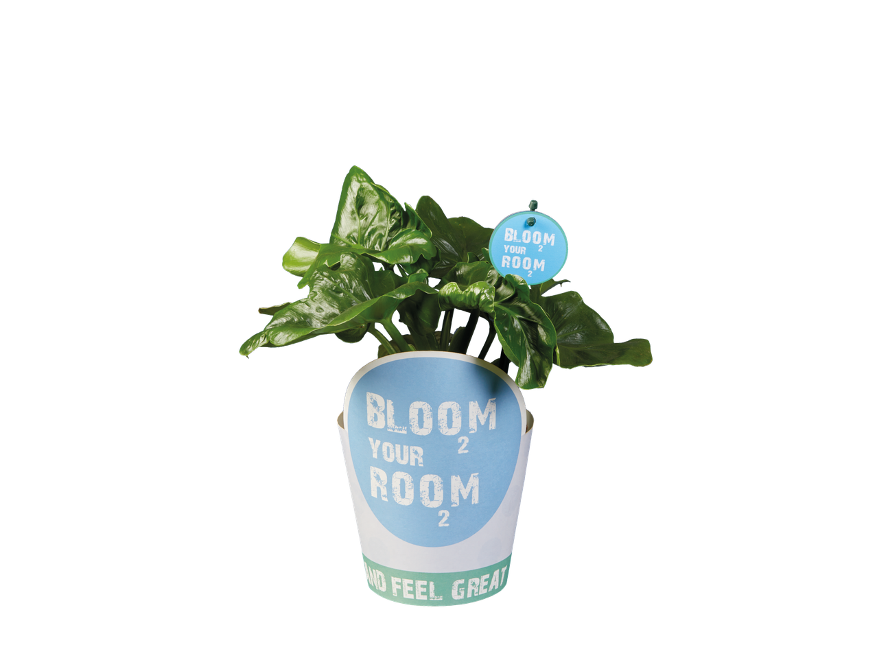 A green plant in a pot with a blue label that says 'BLOOM YOUR ROOM'