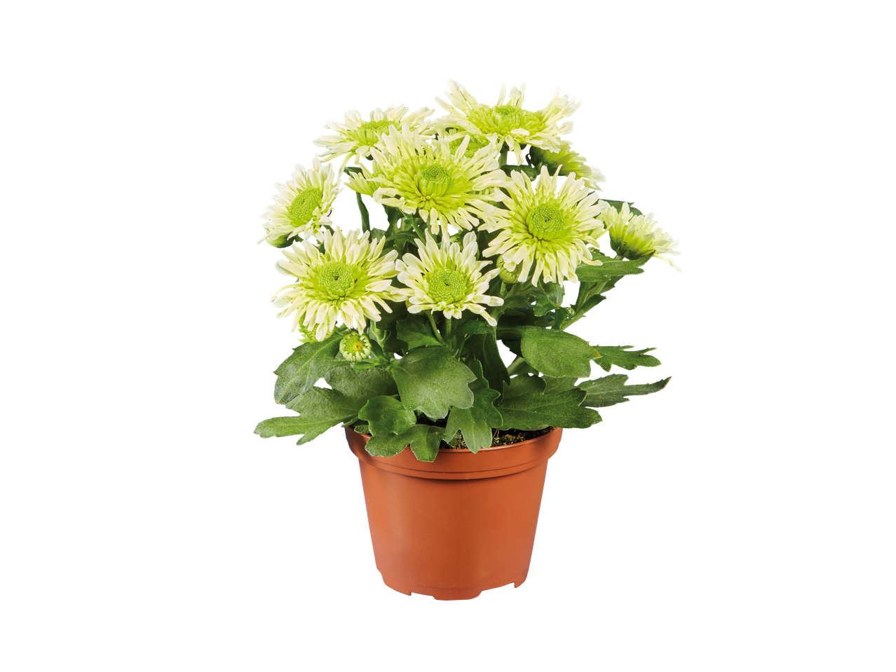 Uma planta em vaso com flores de crisântemo verde-claro.