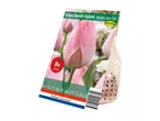 Pack of 8 pink Tulipa Darwin Hybrid 'Mystic van Eijk' flower bulbs.