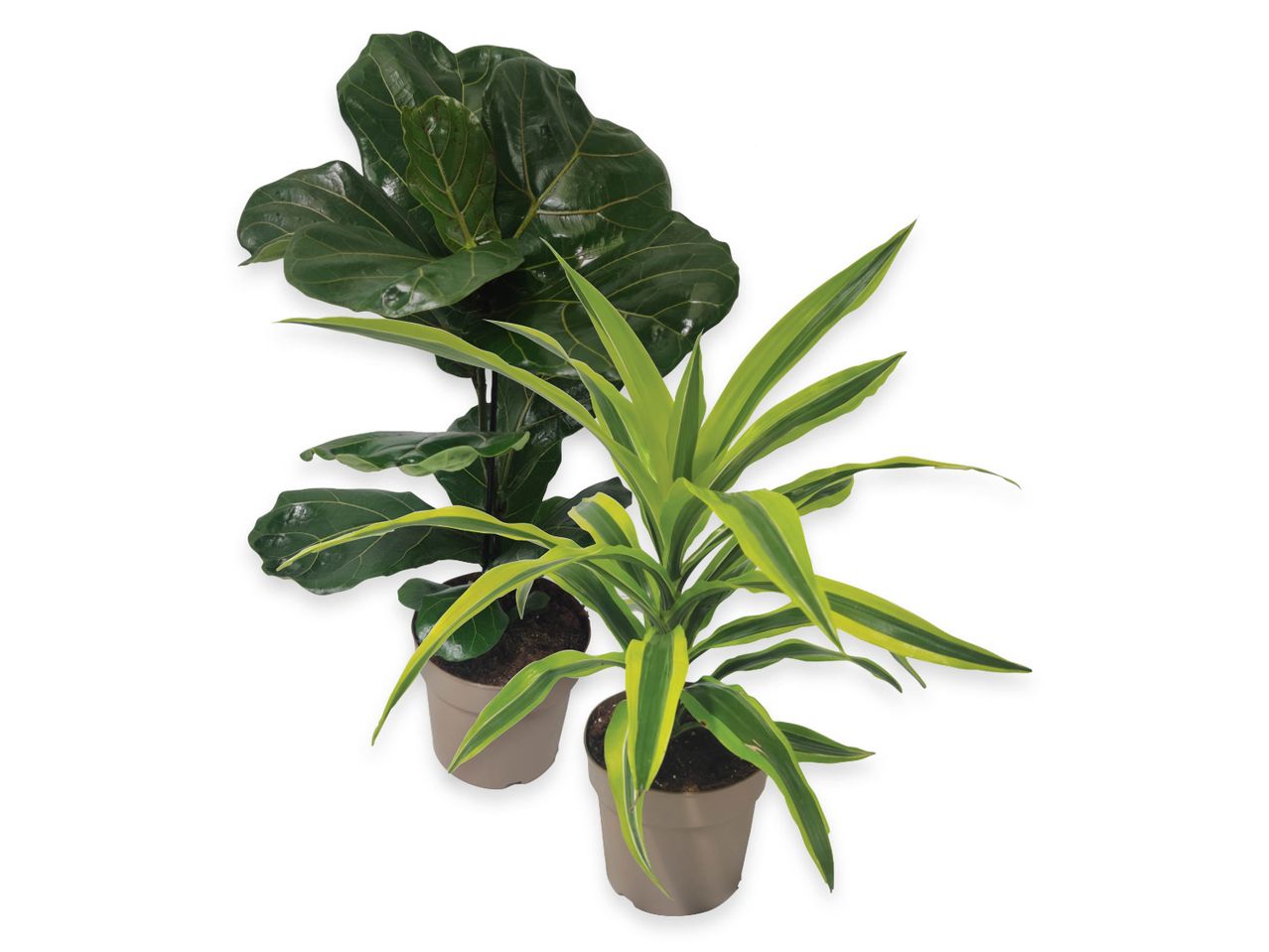 Due piante d'appartamento in vasi di terracotta: un ficus lyrata e una dracena marginata.