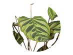 Tropska rastlina Calathea ornata z zelenimi in belimi listi.