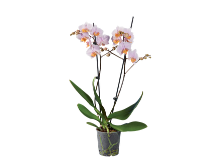 Phalaenopsis cu 2 tije florale