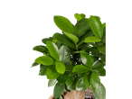 Folhas verdes de uma bonsai em um vaso.