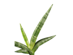 Folhas verdes e brancas de uma planta Sansevieria.
