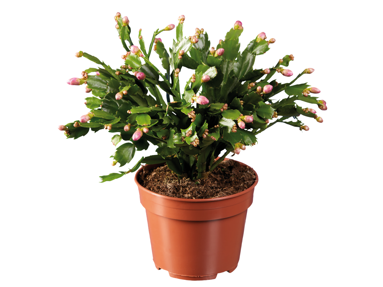 Augalas vazone su rausvais pumpurais.