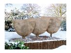 Three plants wrapped in protective winter fleece covers in a snowy garden.