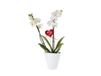 Orquídea branca num vaso com uma decoração de coração vermelho