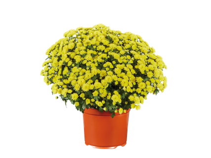 Bolechrysant