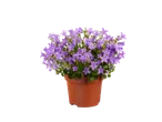 Pot met paarse klokjes.