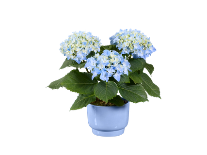 Hortenzia kerámiában*