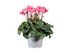 En potte med lyserøde cyklamenblomster og grønne blade, med teksten 'Cyclamen Alpenveilchen' på potten.
