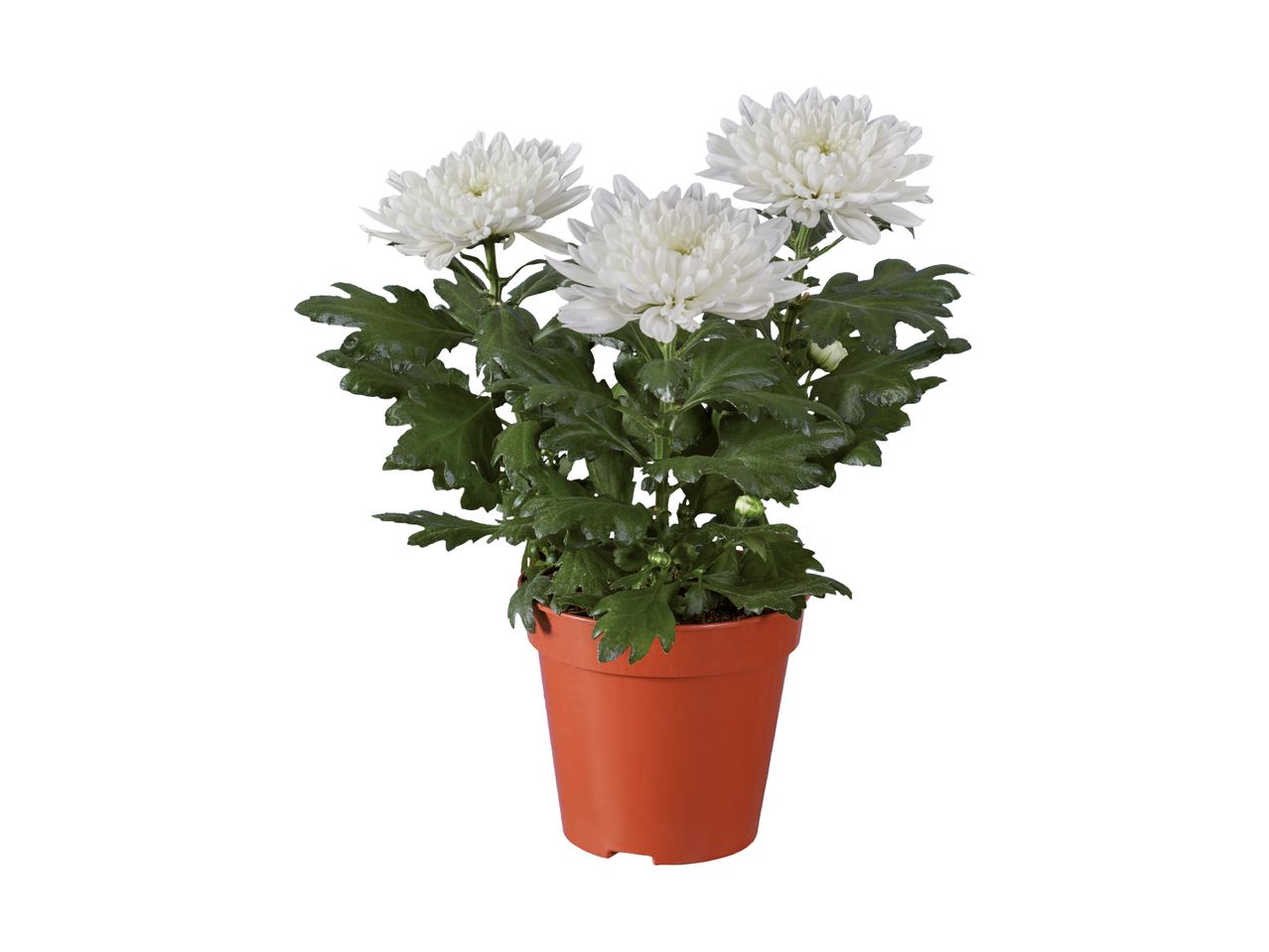 Hvid krysantemum i en brun potte.