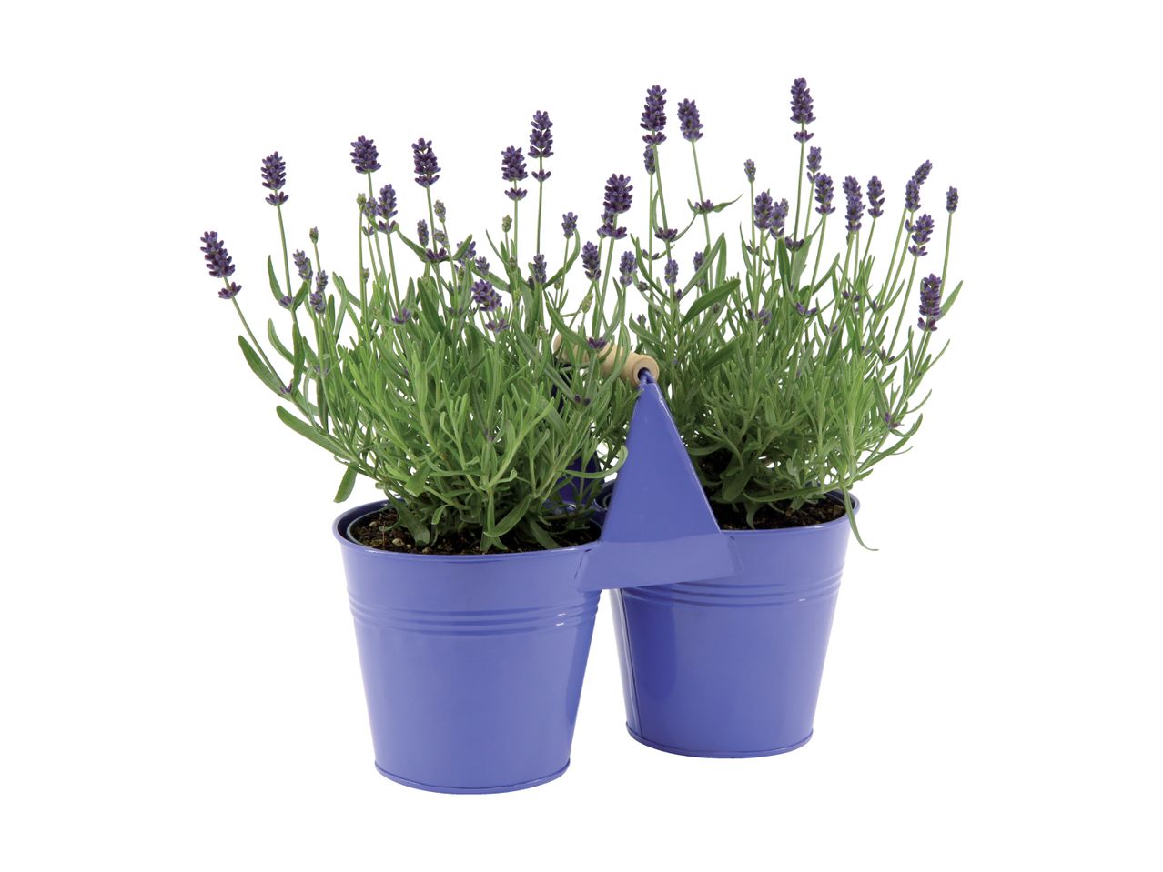 Two lavender plants in purple metal pots with a wooden handle