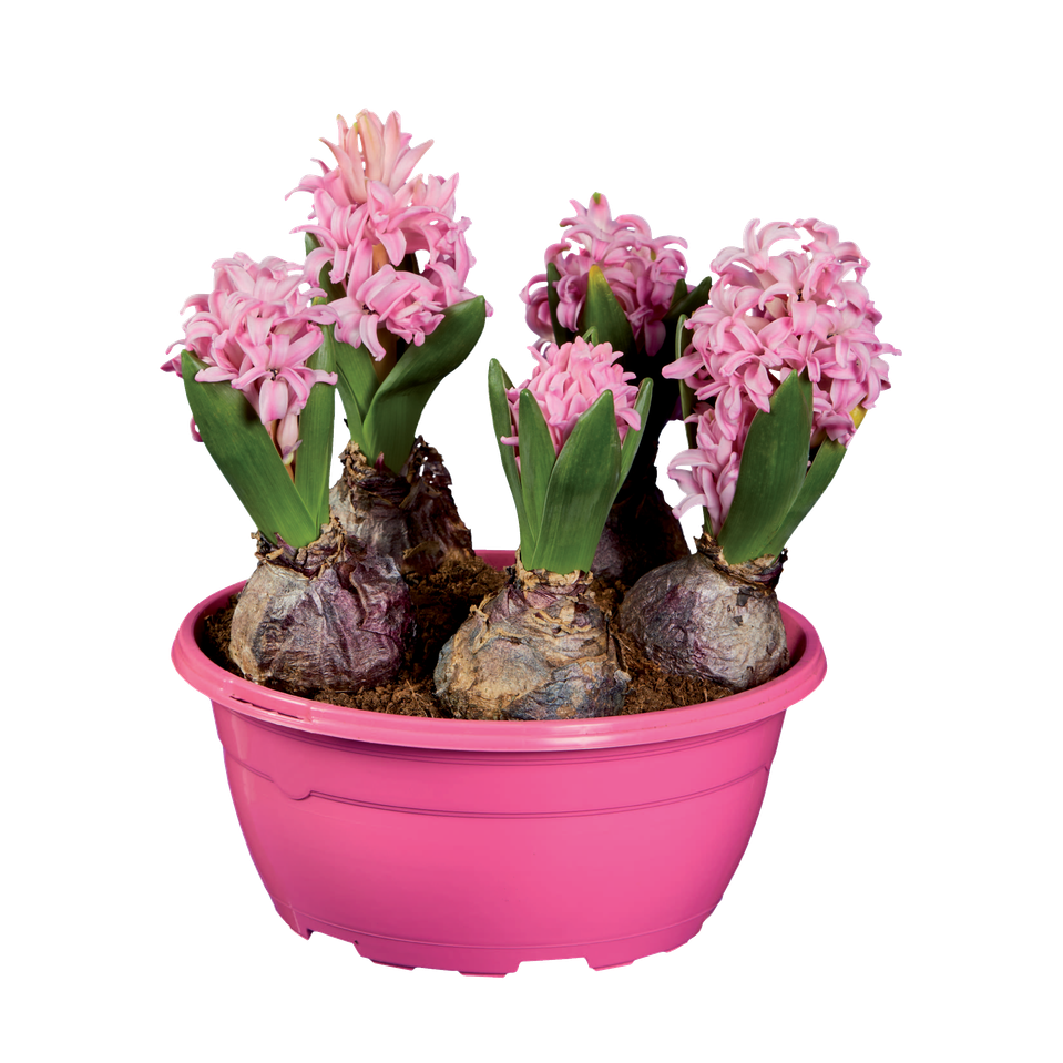Pink hyacinth flowers in a pink planter, showcasing the bulb planter product.