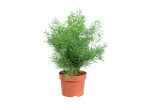 Asparagusplant in een bruine pot.
