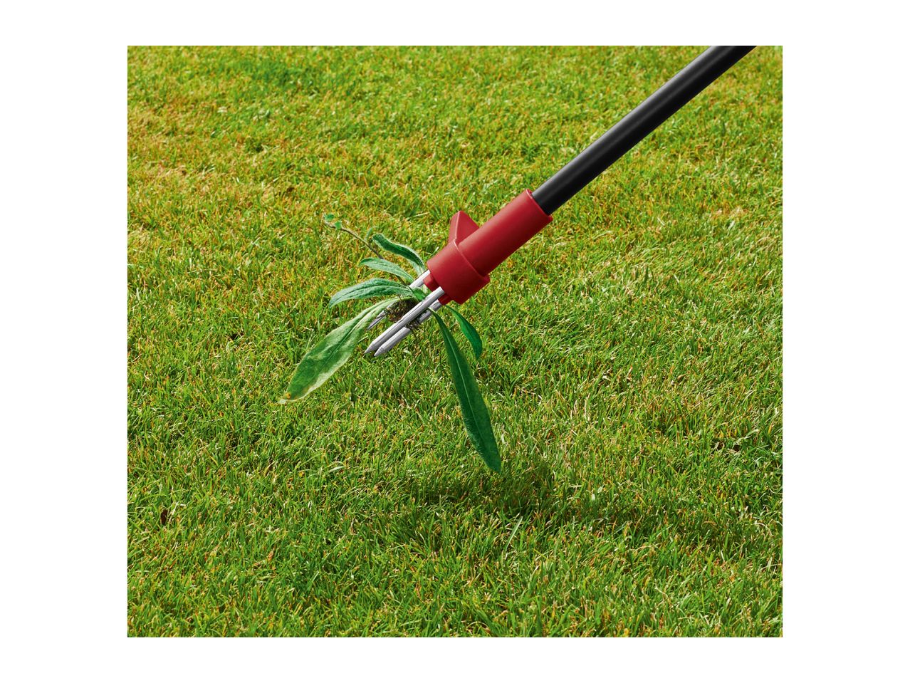 Weed puller removing a weed from a green lawn.