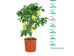 Lemon tree in a pot with lemons.