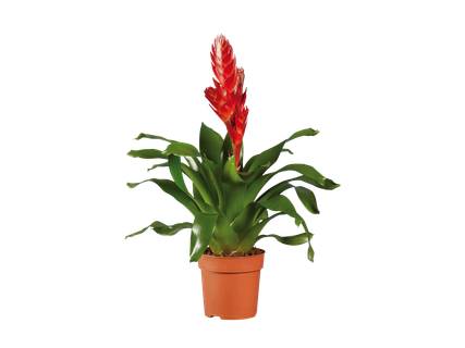 Vriezea- és guzmániamix*