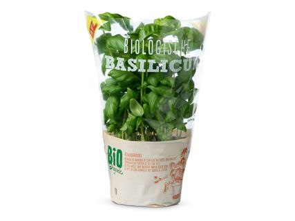 Biologische basilicum