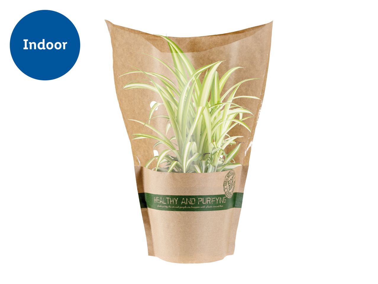 Indoor plant in a brown paper sleeve with text 'HEALTHY AND PURIFYING' and '100% RECYCLED ECO SLEEVE'.