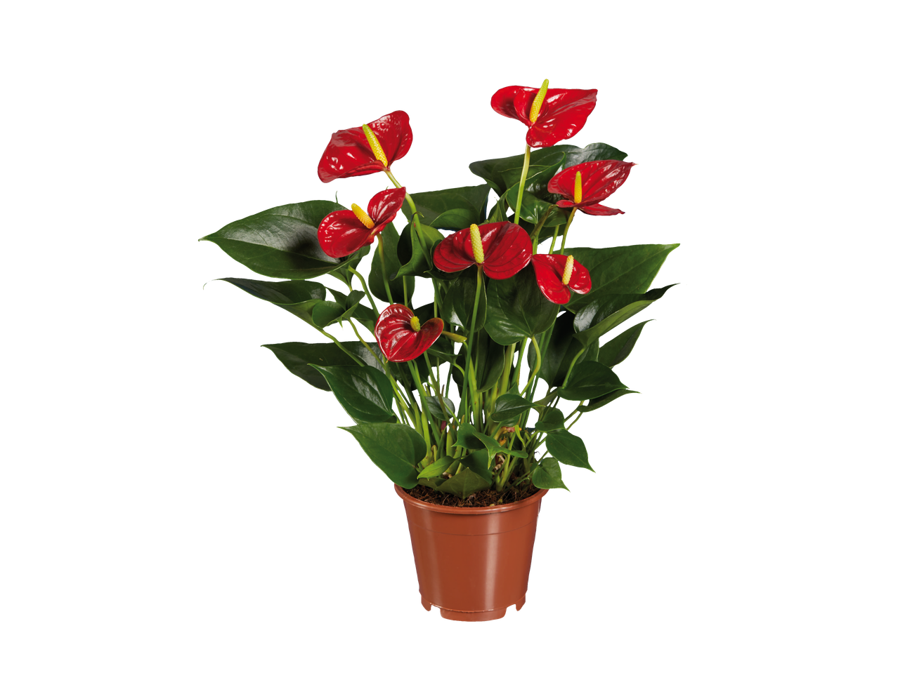 Anthurium plant with vibrant red flowers and green leaves in a brown pot.