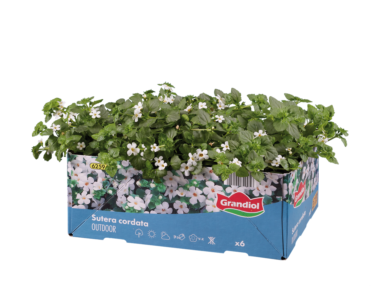 Witte Sutera cordata in Grandiól pot.