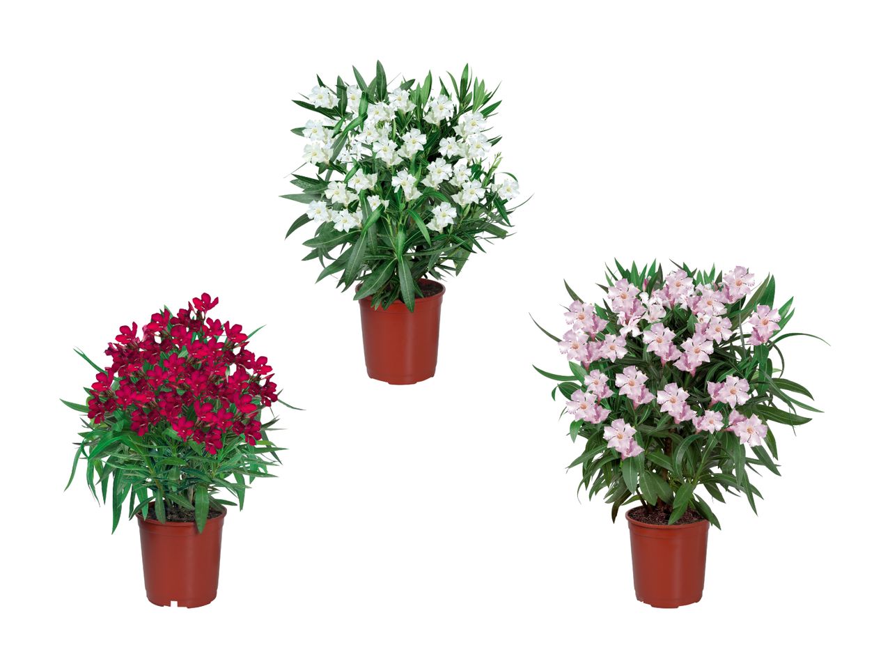 Trois plantes de Nerium oleander en pots de différentes couleurs : rouge foncé, blanc et rose pâle.