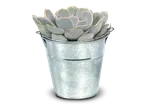 Vetplant in een zinken emmer op een zwarte achtergrond.