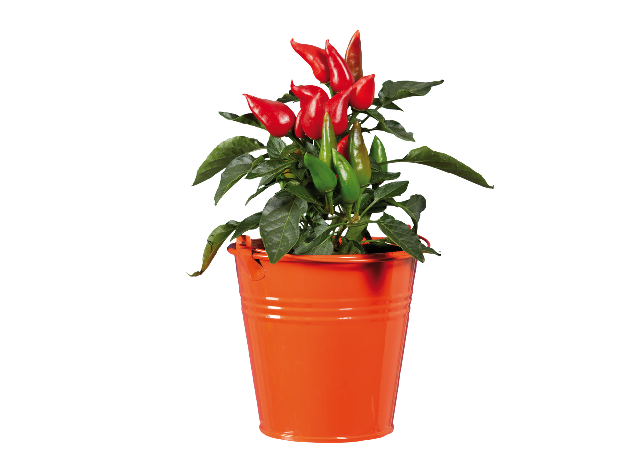 Een plant in een pot met rode en groene chilipepers in een oranje emmer.