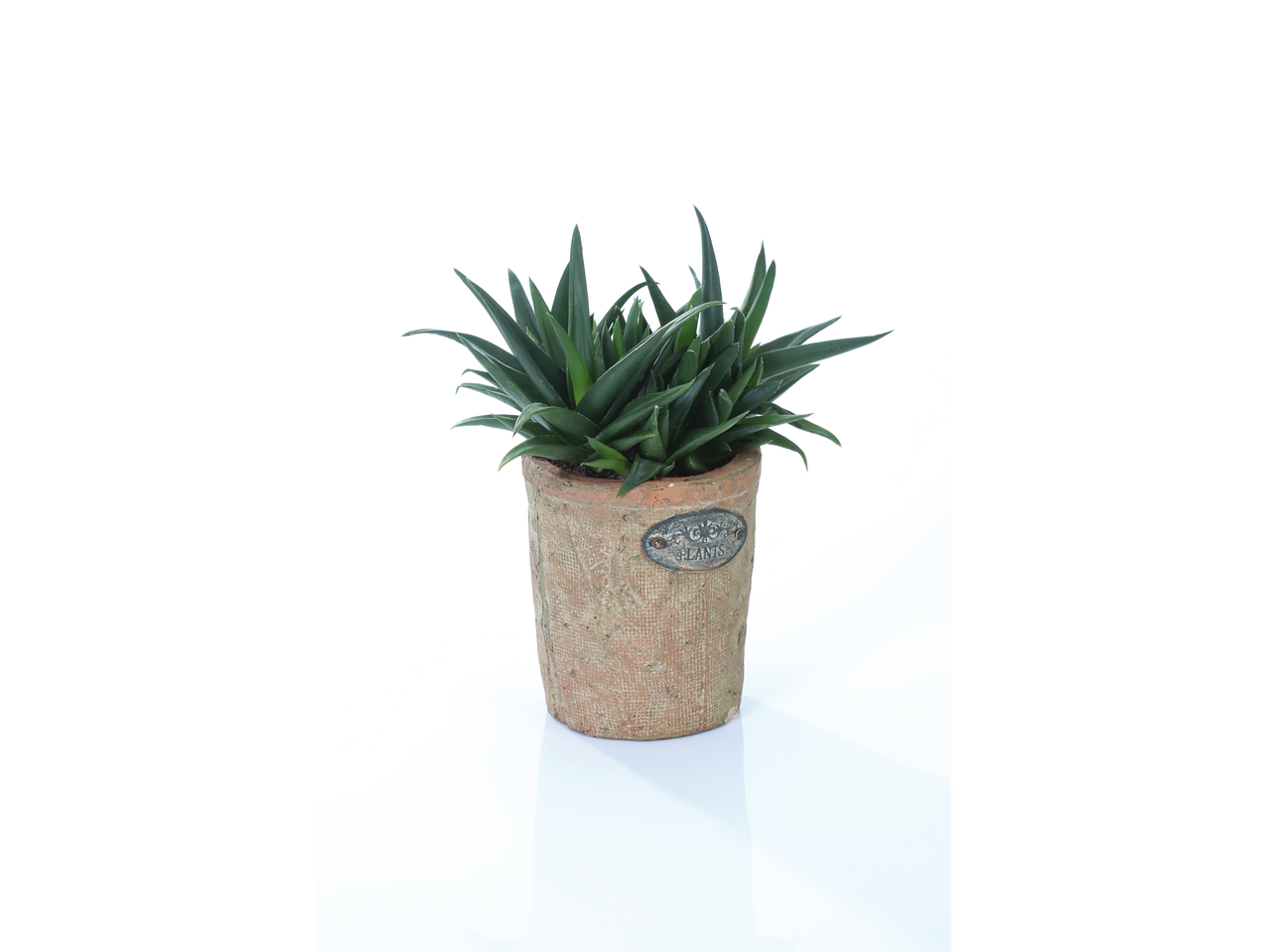 Succulent in terracotta pot.