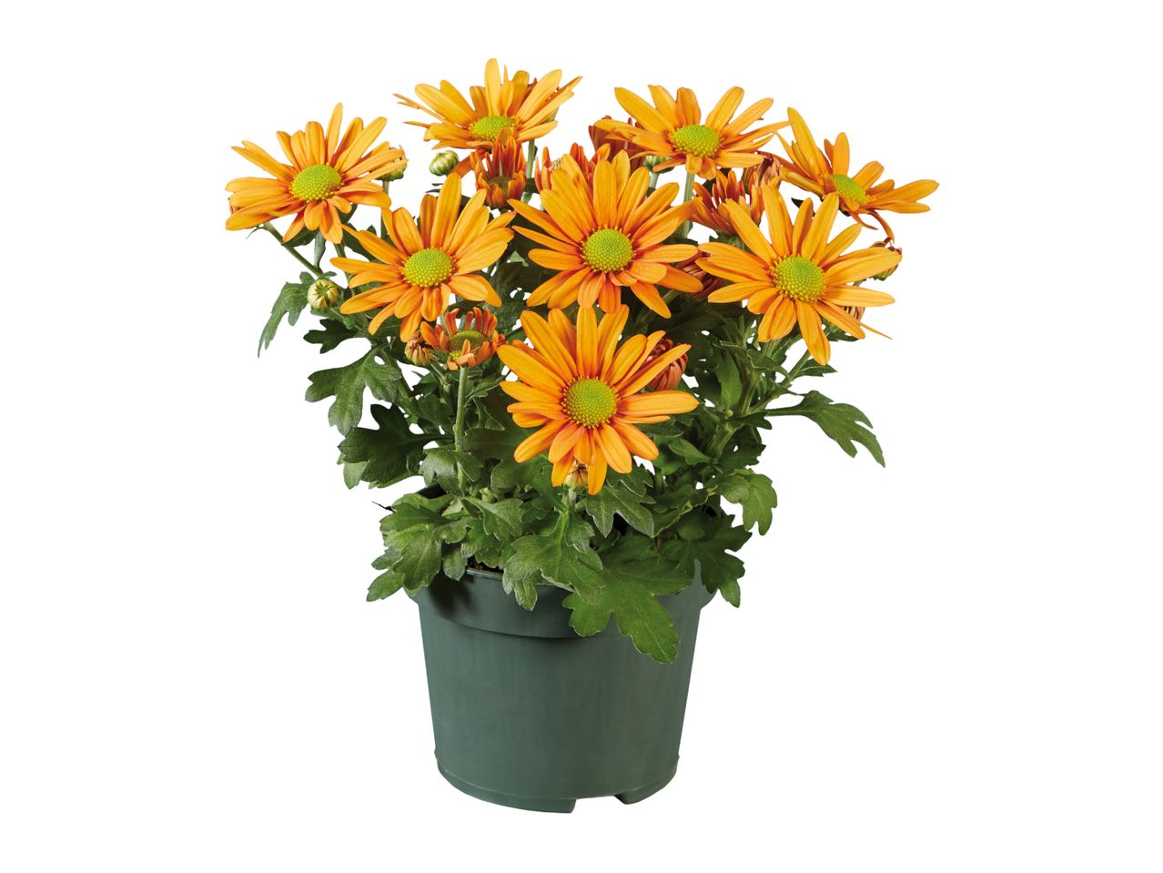 A potted plant with vibrant orange flowers and green leaves.