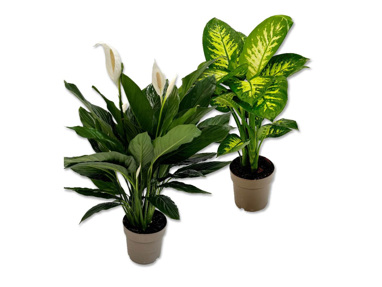 Due piante in vaso, una Spathiphyllum con fiori bianchi e una Dieffenbachia con foglie variegate.
