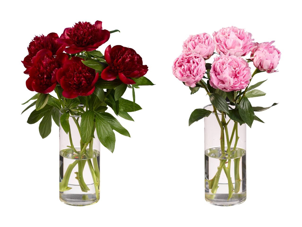 To buketter pæoner i glasvaser: en med mørkerøde blomster og en med lyserøde blomster.