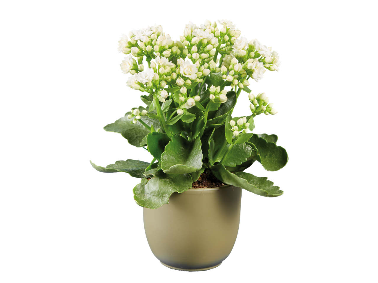 Planta Kalanchoe com flores brancas em vaso verde.