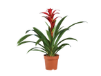 Planta de bromélia vermelha em vaso.