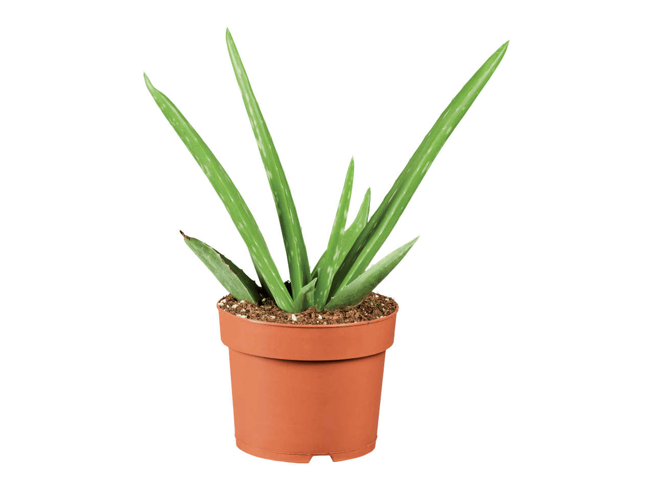 Aloe vera -kasvi ruukussa.