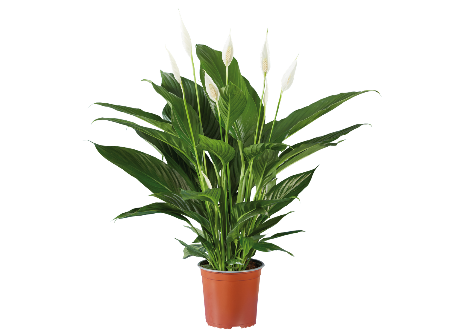 Lepelplant