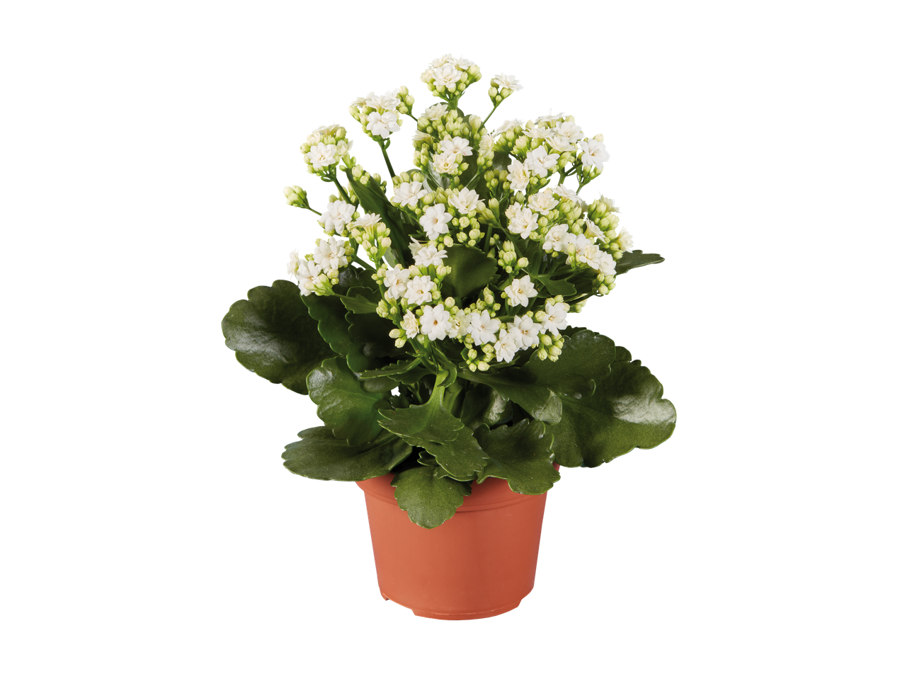 White flowering Kalanchoe in a terracotta pot.