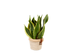 Biljka Sansevieria u pletenoj saksiji.