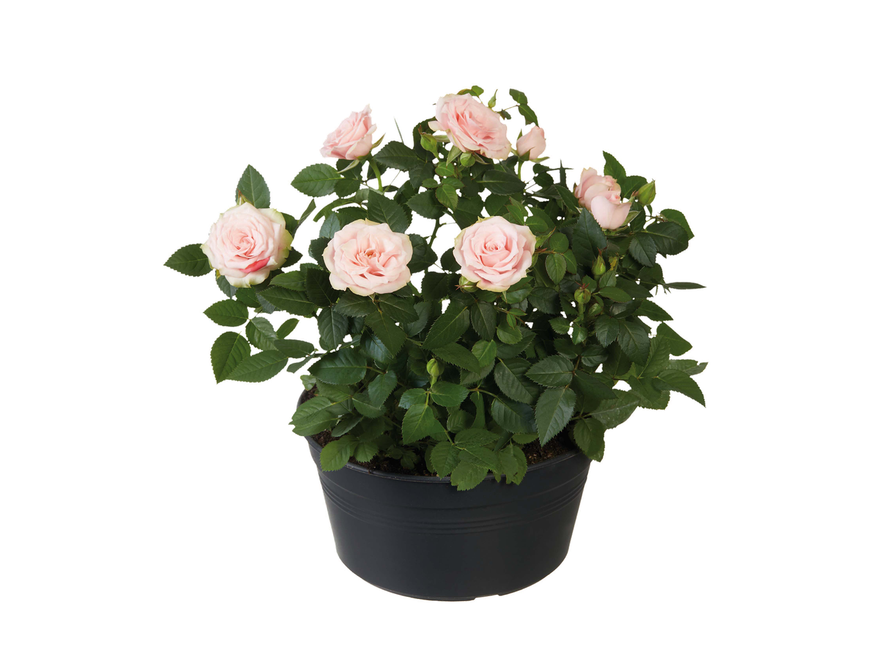 Rosier miniature en pot noir avec des fleurs roses pâles et des feuilles vertes.