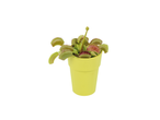 Vleesetende plant in gele pot