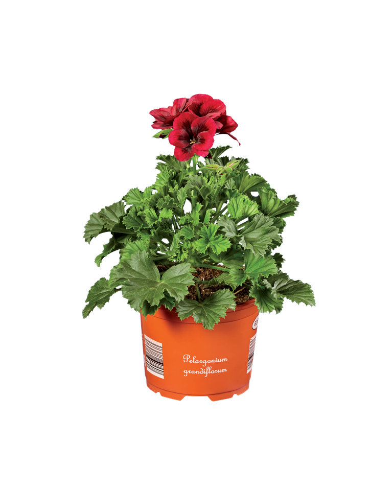 English Geranium with red flowers and green leaves in an orange pot, labeled 'Pelargonium grandiflorum'.