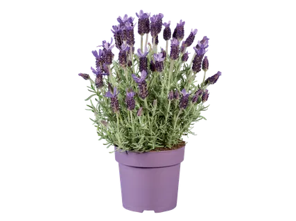 Lavendel