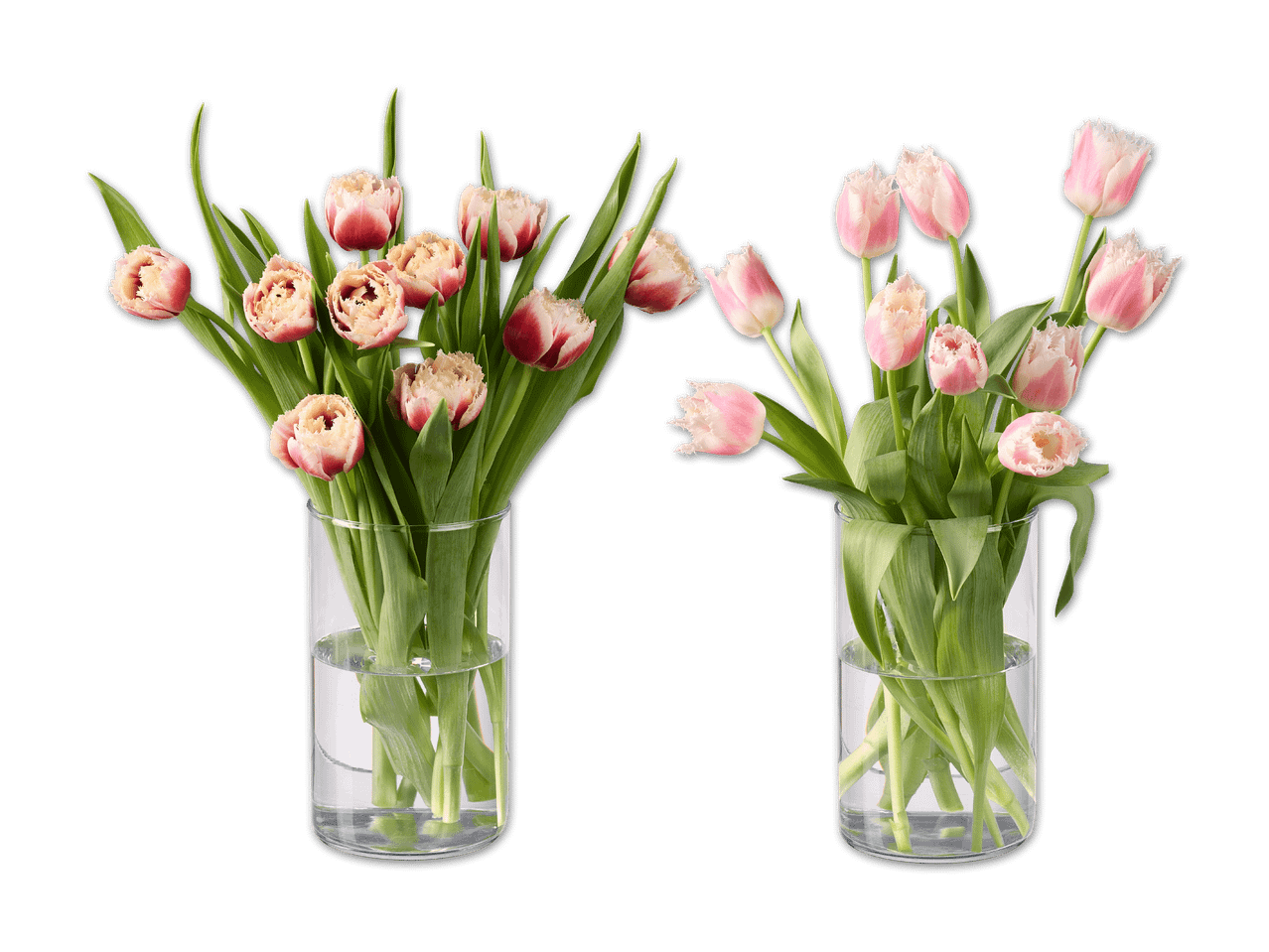 Zwei Vasen mit rosa-weißen Tulpen auf schwarzem Hintergrund