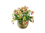 Uma planta Kalanchoe em um vaso bege com flores vermelhas.