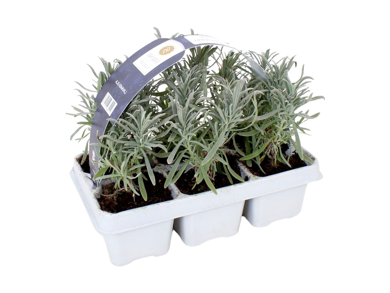 Three potted lavender plants in a white tray.